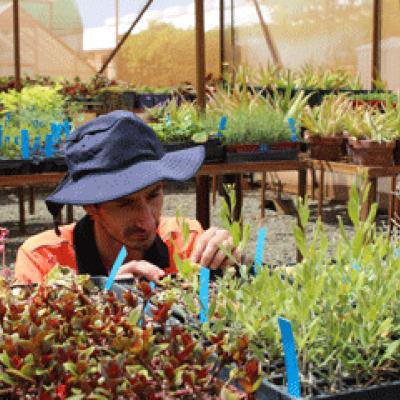 Horticulture student observing seedlings