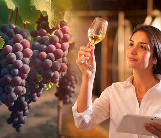 Certificate II in Wine Industry Operations