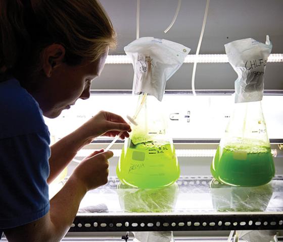Image of student testing aquaculture water in beakers