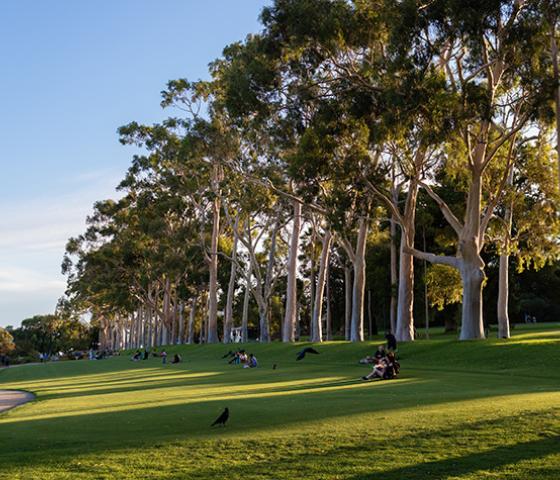 image of garden, trees in a park